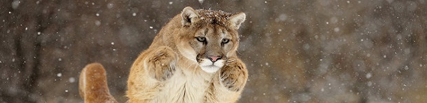 Latin America's rising stars